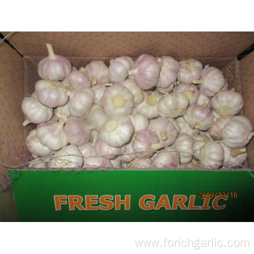 High Quality Normal Fresh Garlic